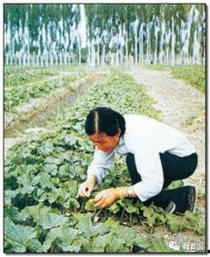 吃瓜群众必吃瓜出自哪里,揭秘网络流行语的起源与魅力