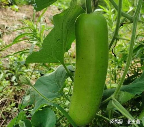 蒲瓜炒着吃的瓜有哪些品种,常见蒲瓜品种大盘点