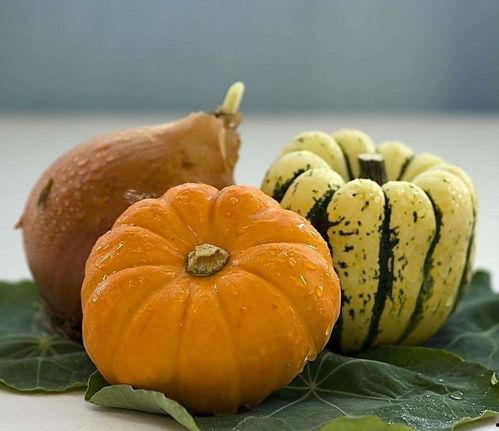 瓜大嘴巴吃南瓜,瓜大嘴巴的南瓜盛宴之旅