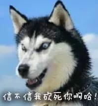 带你吃瓜之哈士奇