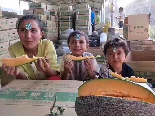 柳州市长吃瓜,助力乡村振兴新篇章