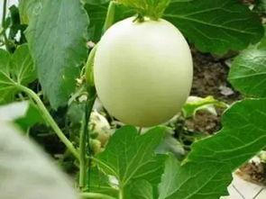 吃瓜不甜吃甜瓜,吃甜瓜的智慧与乐趣