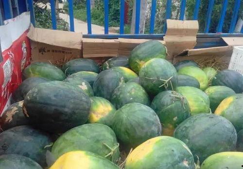 吃瓜从哪里开始,探寻娱乐圈的甜蜜与苦涩