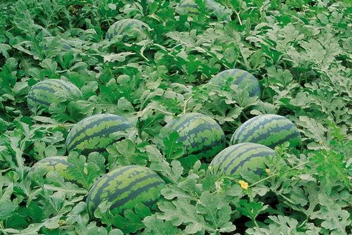 曹县吃瓜7.29,揭秘背后真相与网络热议