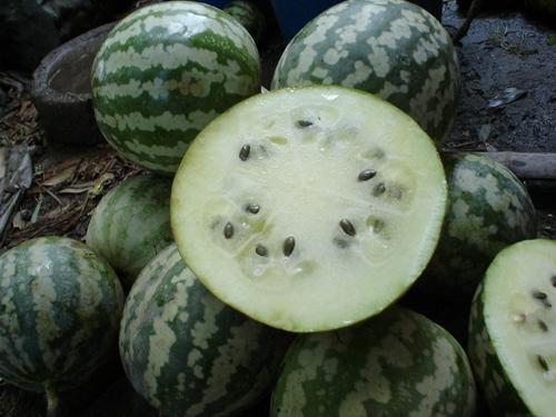 儿童可以吃绿宝瓜吗,儿童适宜食用绿宝瓜的营养指南