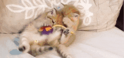 猫萌王者吃瓜,揭秘电竞圈幕后趣闻