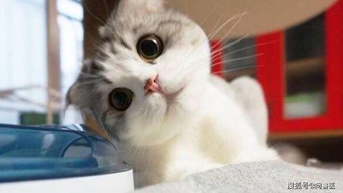 猫萌王者吃瓜,揭秘电竞圈幕后趣闻