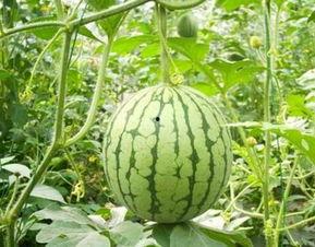 吃瓜只说甜,吃瓜只说甜的奥秘探索