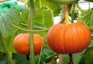 普瓜咋吃,探索家常美味新境界