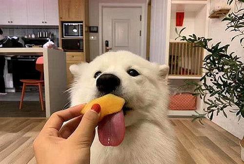 萨摩耶可以吃哈密瓜,哈密瓜的甜蜜诱惑