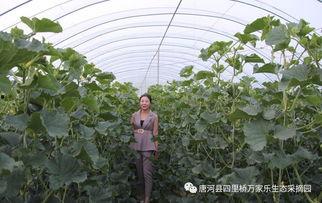 南阳人吃瓜,探寻当地独特的饮食文化