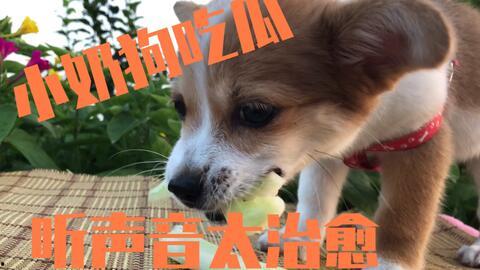 狗狗可以吃瓜嘛,揭秘狗狗吃瓜的真相