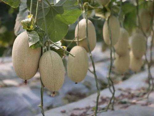 镇平本地吃瓜,探寻本地特色美食之旅