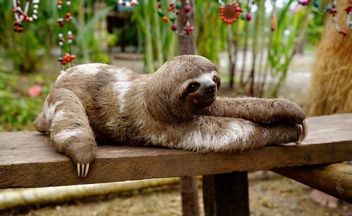 尼加拉瓜为啥吃树懒,揭秘为何树懒成为餐桌佳肴