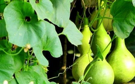 梦见吃王瓜葫芦