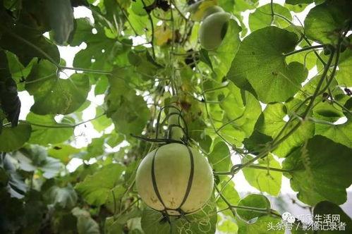 梦见吃王瓜葫芦