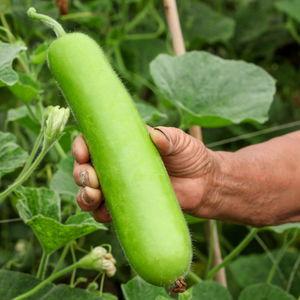 梦见吃王瓜葫芦