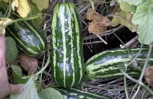 各种年代吃瓜,不同年代吃瓜文化概览