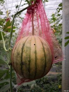 大白瓜如何吃,解锁美味新体验