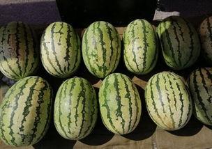 两毛钱带你吃瓜