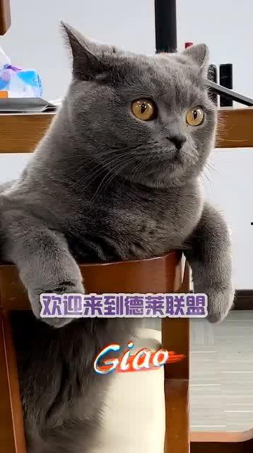播放猫猫吃瓜,猫咪大快朵颐瓜果时光