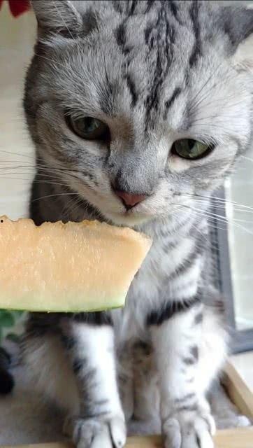 播放猫猫吃瓜,猫咪大快朵颐瓜果时光