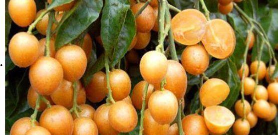 黄皮角瓜怎么吃