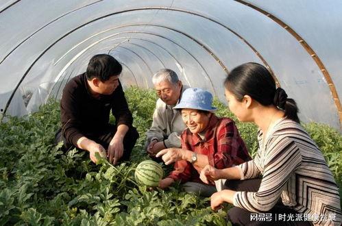 雄县的吃瓜,瓜香四溢，品味生活新风尚  第3张