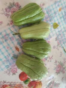 吃瓜吃瓜该怎么回答,一场全民参与的“吃瓜”盛宴 第2张 吃瓜吃瓜该怎么回答,一场全民参与的“吃瓜”盛宴 第2张